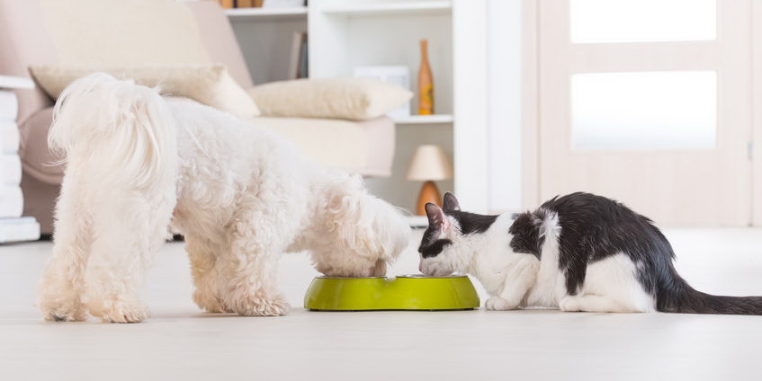 冻干宠物食品检测