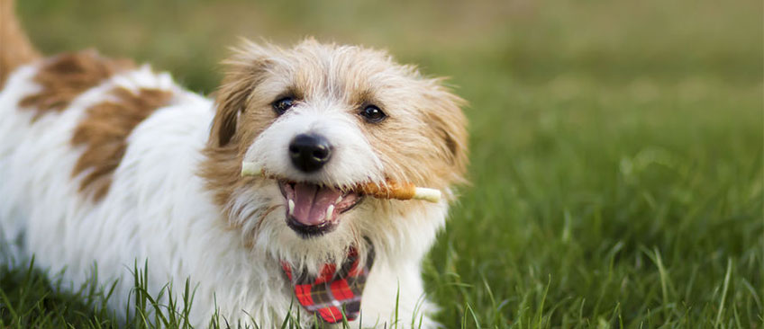 FEDIAF标准检测（犬/猫粮）